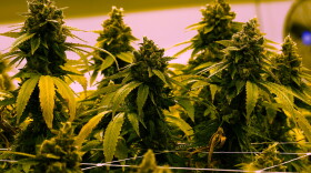Close up view of marijuana plants growing under lighting that gives them a yellowish cast