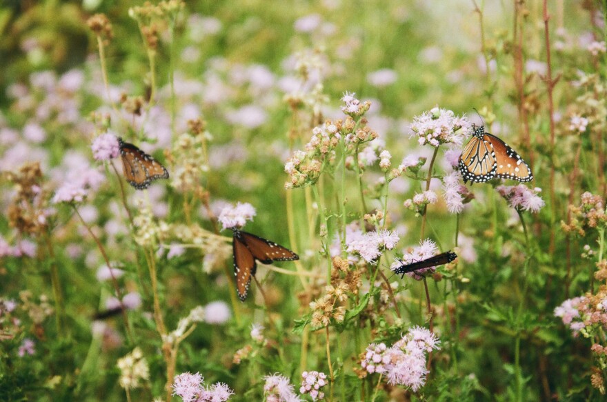 Queen butterflies on mistflowers.