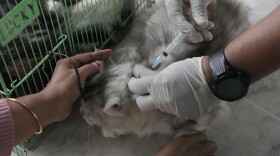 A government official administers a rabies vaccine to a cat during a World Rabies Day campaign.