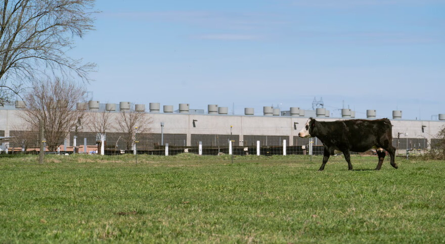 A cow on Josh Walton's property walks in front of a data center in Umatilla, Ore., on April 3, 2026.