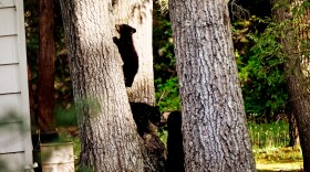 A mama black bear waits for her cubs when it’s safe after a run in with a woman walking her dog on a walking path in Simsbury, Connecticut. All involved walked away with no injuries.