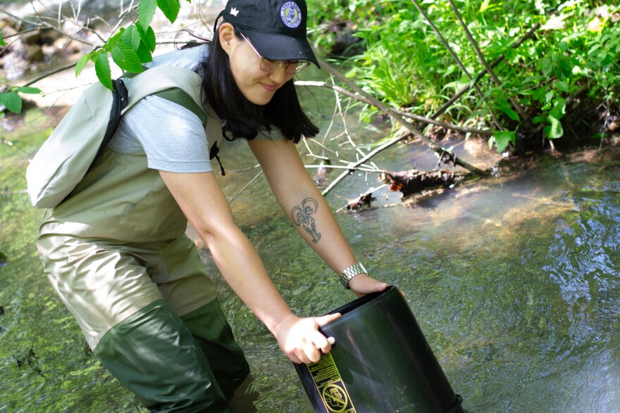 Ellie Tahmaseb, public affairs specialist at the Smithsonian's National Zoo and Conservation Biology Institute, looks for turtles with a viewing bucket.