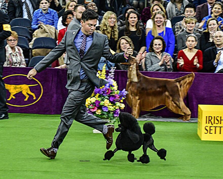 Aftin at Westminster