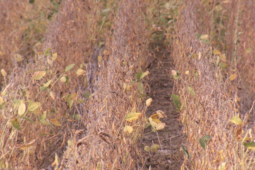 This no-till soybean field farmed by Justin Coleman of Hendricks County stores more carbon dioxide than tilled soil. (Seth Tackett/WTIU)