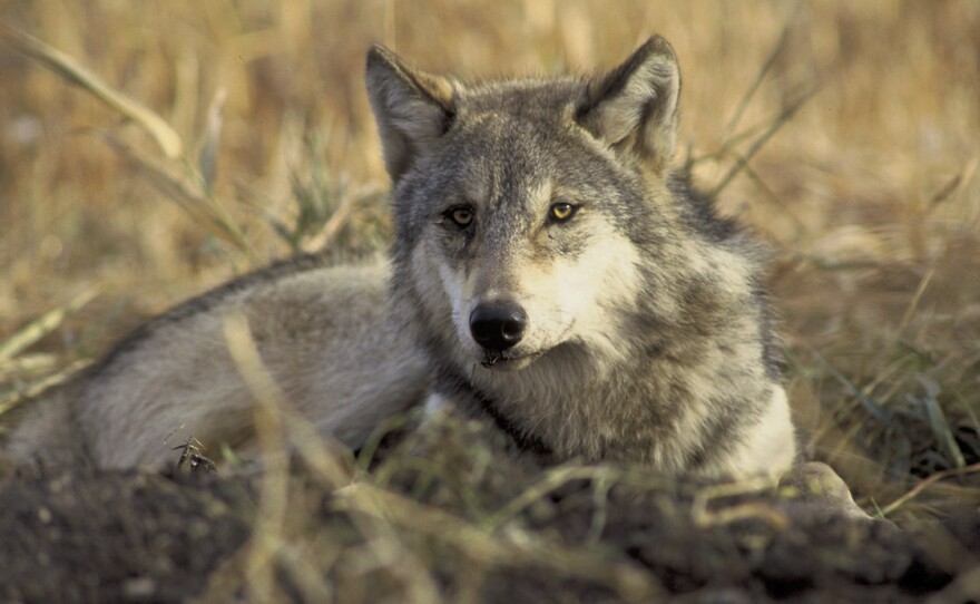 gray wolf, wolves