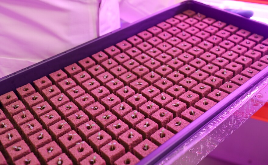 Seedlings grow inside Crop One's Dubai facility.