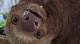 Pearl is one of the eight surviving sloths from the canceled Sloth World attractopm. Pearl is in the care of the Central Florida Zoo & Botanical Gardens in Sanford.