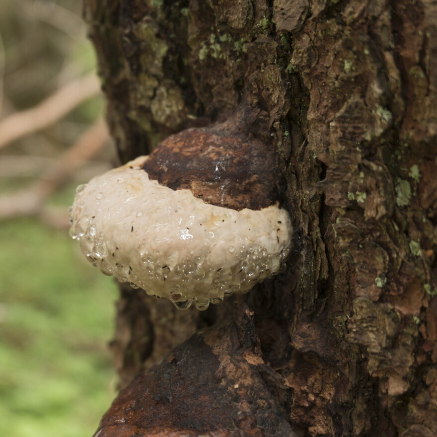 The phenomenon called guttation - tree fungi (Fomitopsis pinicola) exude beads of moisture.