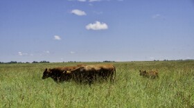 Michigan State University’s 1,100-acre livestock research farm is working to prove the value of advanced cattle production practices in stemming environmental damage while simultaneously enhancing farm financial statements.