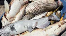 A bucket of dead fish collected from a massive die off at St. Vrain State Park near Longmont. 