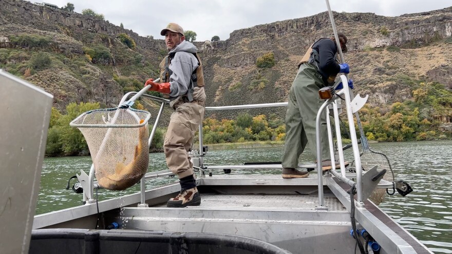 Idaho Department of Fish and Game staff stand on an electrofishing boat to conduct a fish survey before and after the quagga mussel treatment.