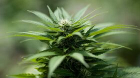 Cannabis plants grow in the greenhouse at Vireo Health's medical marijuana cultivation facility, Aug. 19, 2016, in Johnstown, N.Y. New York state lawmakers voted to legalize marijuana for medical use in 2014, and the law took effect in January 2016. (Drew Angerer/Getty Images)