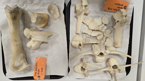 Bison bones on a tray that will be part of a skeleton exhibit.