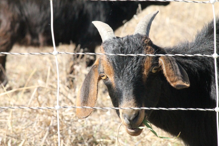 A heard of about 300 goats will be out grazing at White Rock Lake in Dallas for a little over a week.
