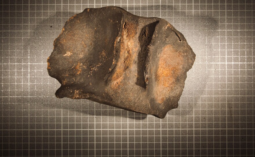 A piece of ancient whale vertebra similar to the one used in the creation of the Bone Dusters Paleo Ale.