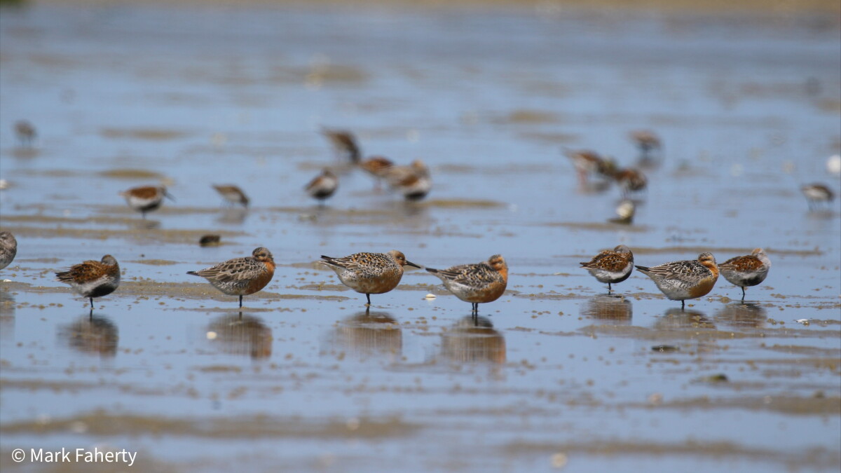 The connection between horseshoe crabs and red knots - Vimarsana News