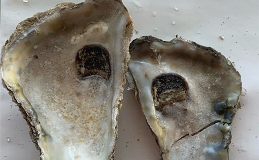 These parasites are a good thing… especially if you’re a Chesapeake Bay ...