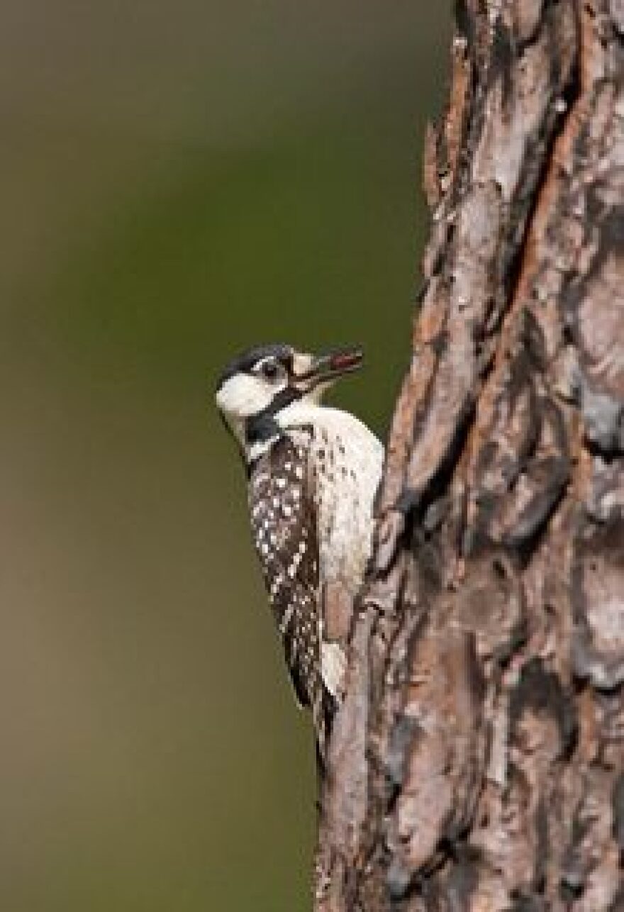 The endangered red-cockaded woodpecker