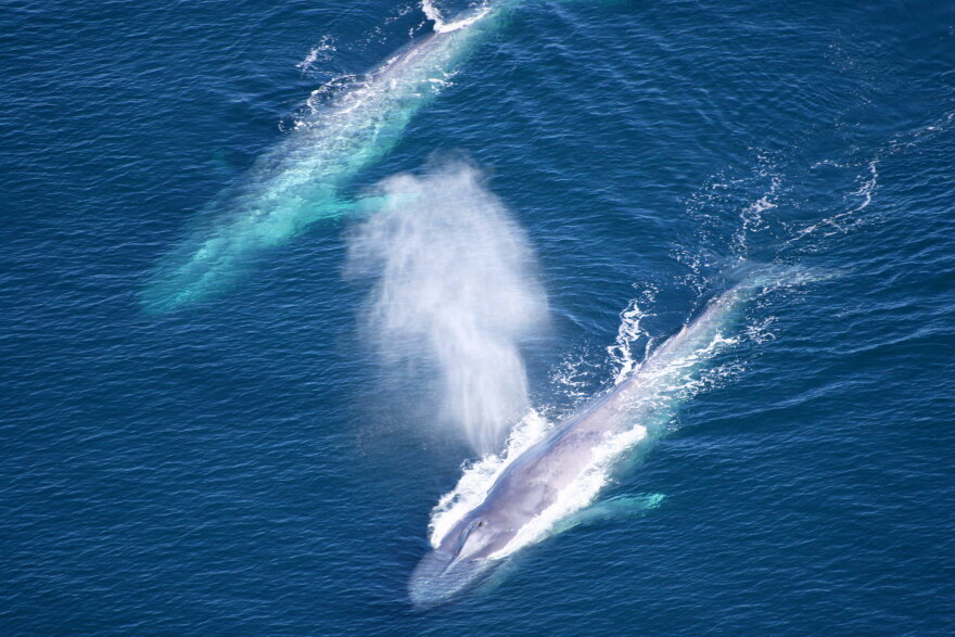 The latest version of a program to cut air pollution, and reduce whale strikes by cargo ships by getting them to slow down is being called successful.