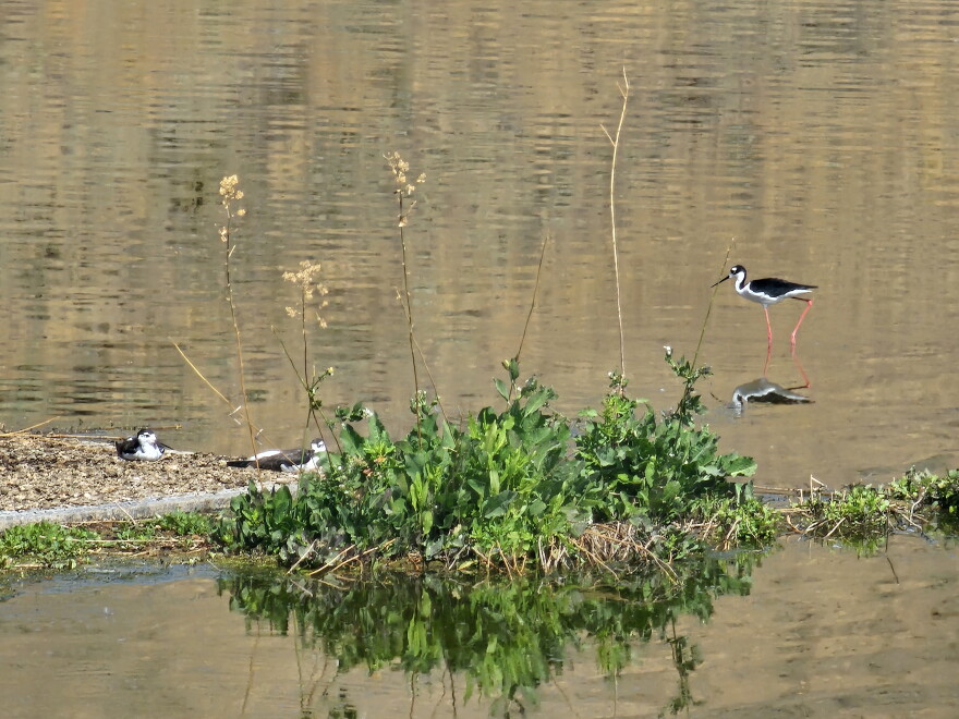 An adult black-necked stilt stands in shallow water near two young birds at Tule Lake National Wildlife Refuge.