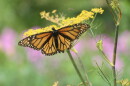 The eastern monarch butterfly's migration from the high-elevation fir forests of central Mexico to the northern U.S. and southern Canada requires multiple generations. A "super generation" makes the long journey back in the fall.