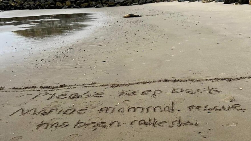 Beachgoers have been asked to stay at least 50 feet away from animals poisoned by toxic algae because of the risk that the sea creatures may turn aggressive.