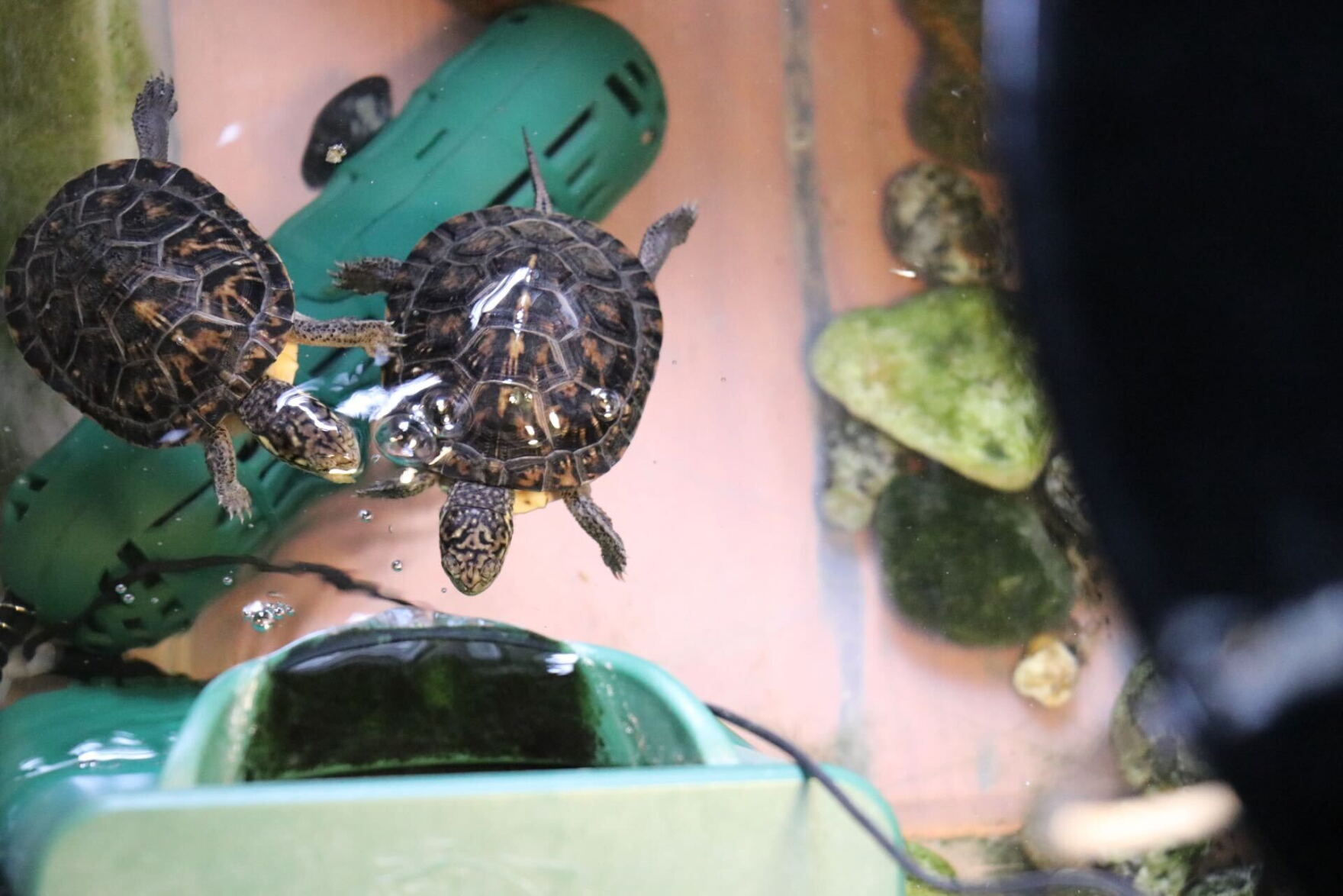 Something Wild: Sy & the turtle hatchlings | New Hampshire Public Radio