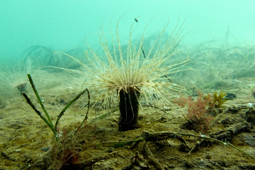 A sea anemone sits beside a patch of eelgrass in San Diego's Mission Bay, Tuesday, Dec. 2, 2025.
