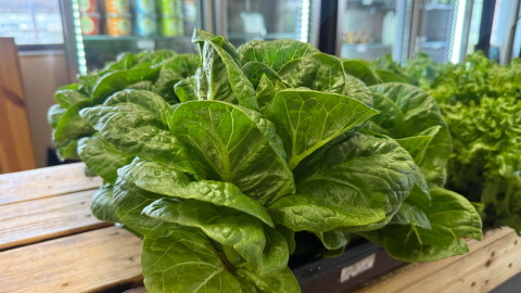 The greens ready for purchase at The Market at Rockledge Gardens from Fletcher Family Farms.