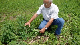 Bill Haddad, agri-chemical salesman