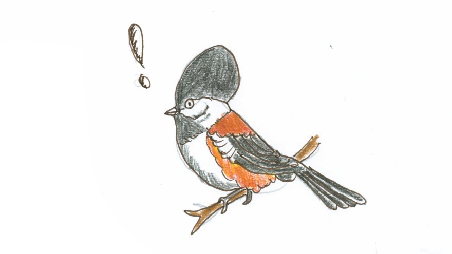 Every fall, the part of the chickadee's brain responsible for remembering where things are expands in volume by approximately 30 percent.
