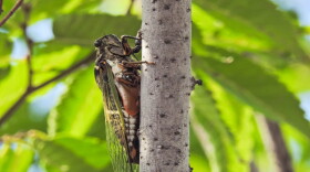 A cicada (Jin Kemoole/Flickr)