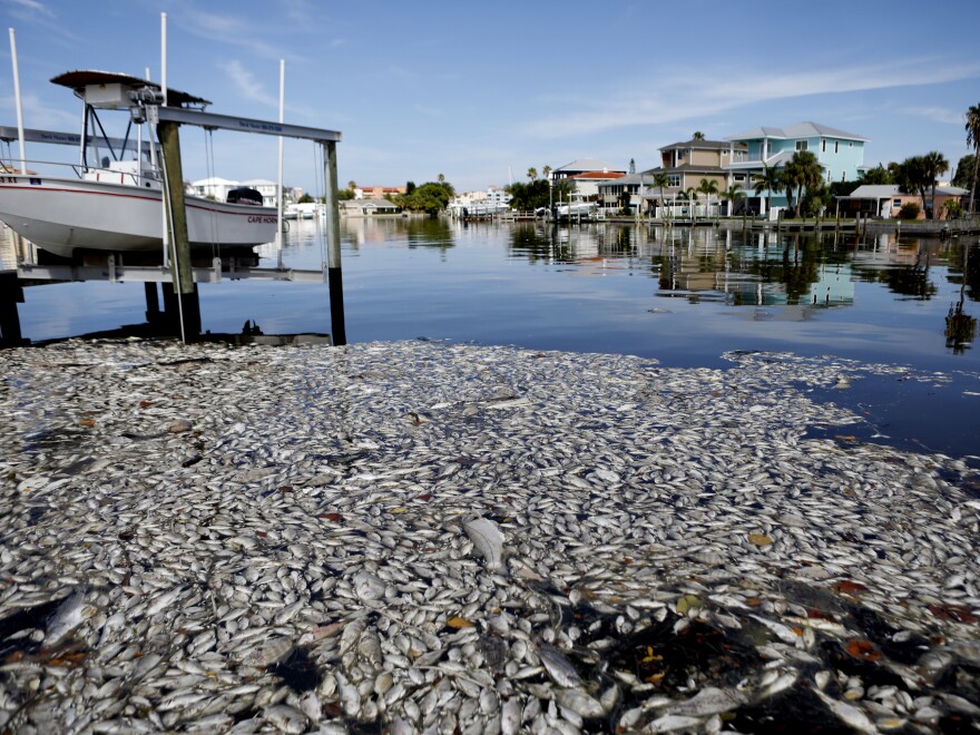 Thousands of dead fish float in the Boca Ciega Bay near the mouth of Madeira Beach on July 21 in Madeira Beach, Fla. Red tide, which is formed by a type of bacteria, has killed several tons of marine life in Florida so far this year.