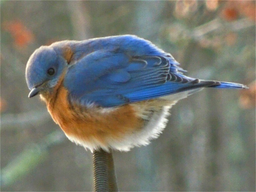 A photo of a large bluebird, with a blue feathered back and an orange breast perching on a twig. 