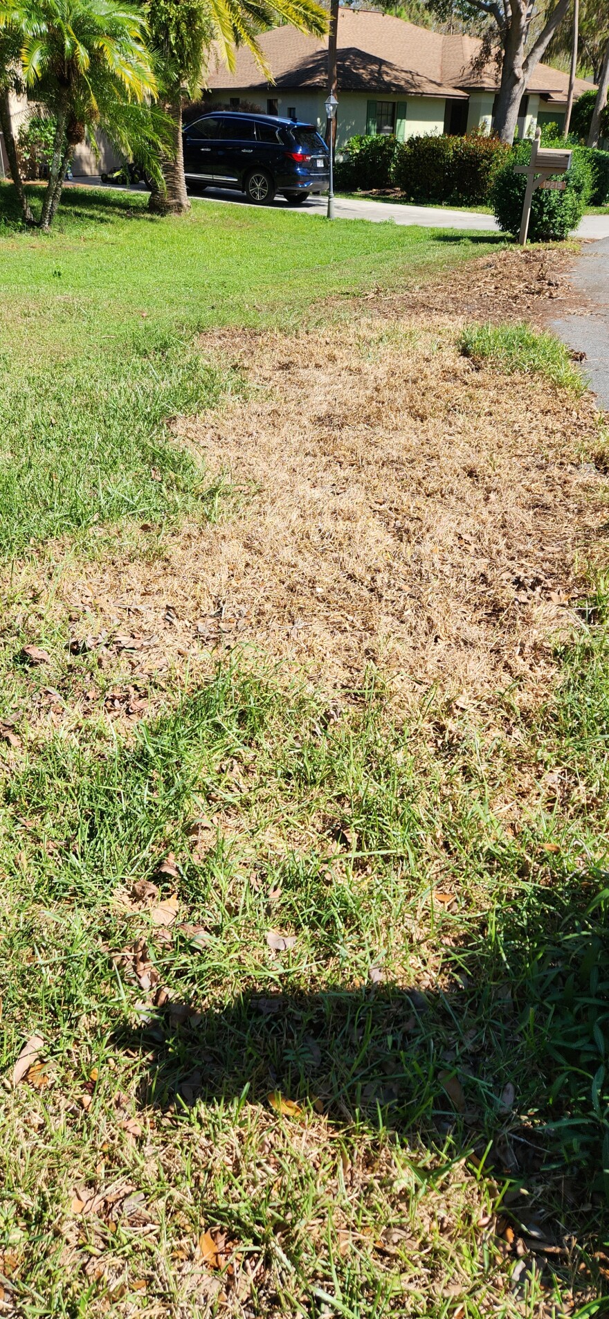 The ugly patches of brown don’t mean you have to run out and get sod, said Stephen Brown, a horticulture extension agent for Lee County. “Watch for awhile and see if it will recover,” he said. “If the grass still has roots it will come back.”