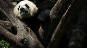 Giant panda cub Bei Bei props himself up on logs at the Smithsonian National Zoological Park on Aug. 22, 2016 in Washington D.C. (Alex Wong/Getty Images)