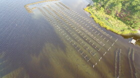 Algal blooms surround Alex L