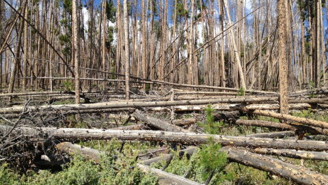 Piles of dead trees lie on the forest floor