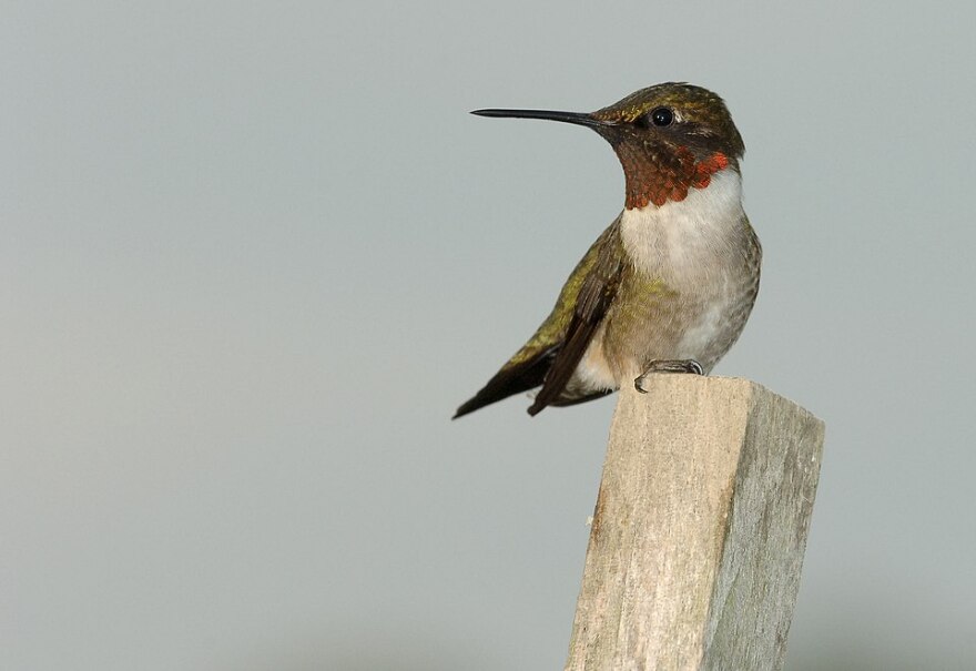 Male ruby-throated hummingbird guarding his territory from the top of a tomato stake.