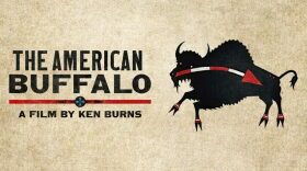 The American Buffalo: A Film By Ken Burns