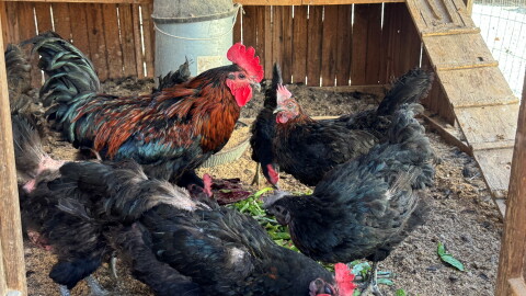 Ventura County's sentinel chicken flock help track West Nile Virus
