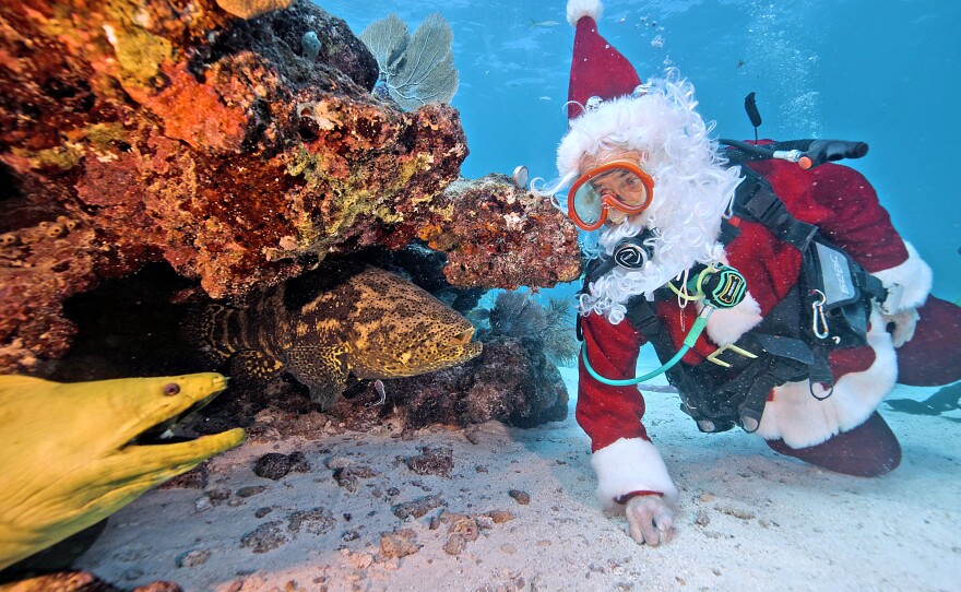 When Santa talks, even these underwater inhabitants listen! They shared their wish lists with Spencer Slate, dressed as Santa Claus, during his visit to Pleasure Reef off Key Largo on Saturday, Dec. 20, 2025. The curious crowd included Peanut, a Goliath grouper, and a giant green moray eel who both seemed to be on their best behavior during Santa’s special holiday visitor to the Florida Keys National Marine Sanctuary. (Frazier Nivens/Florida Keys News Bureau)