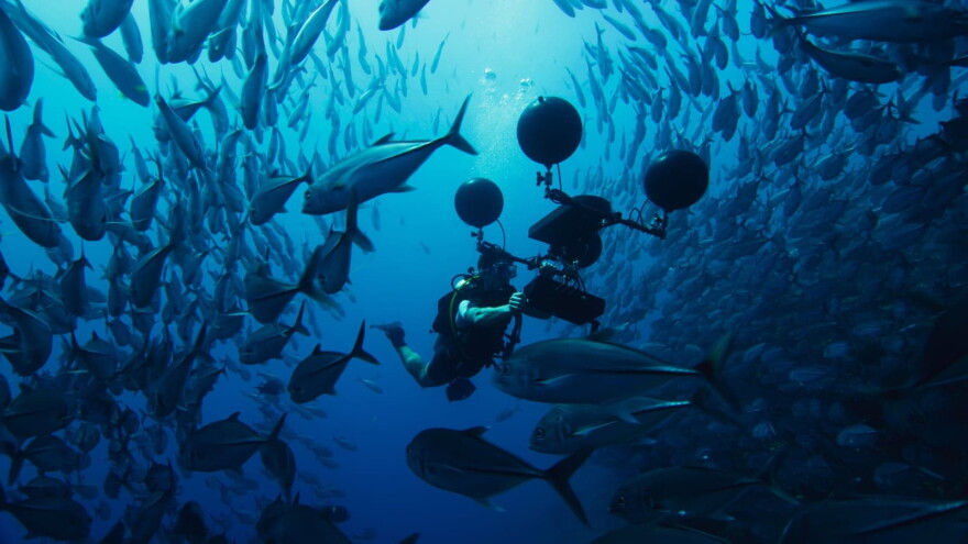 Scientist Steve Simpson uses a multi-directional hydrophone to record the sounds of the coral reef. Scientists have recently discovered that many fish on the reef rely on sound at key stages in their life -- and that man-made noise is interfering with this. (BBC 2017)