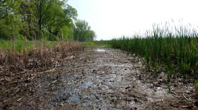 The GLRI funds habitat restoration like this cattail remediation project in Braddock Bay, New York.