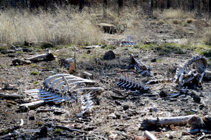 Roadkill carcasses scattered about in a clearing.