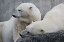 Two polar bears look off camera. One lays with its head on a rock, the other stands close by. 