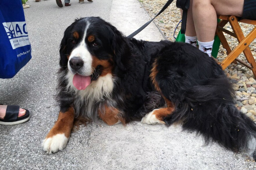 The volunteer therapy dog who passed away in September had no idea how many people she would bring joy to when she was adopted when she was 4 years old.