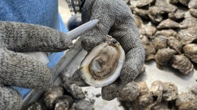 Jason Pitre holds one of his Bayou Rosa oysters. As the wild oyster harvest has suffered on the Gulf Coast over the past couple of decades, more and more people like Jason have turned to farming oysters.