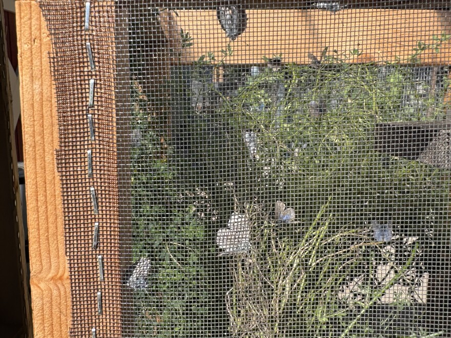 The adult butterflies have stunning blue wings