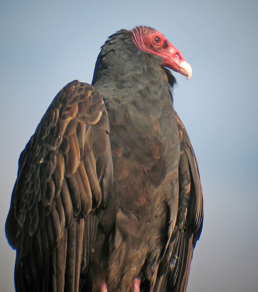 Turkey Vulture